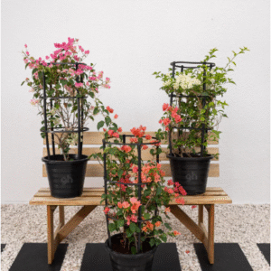 bougainvillea plant bundle