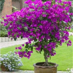 bougainvillea