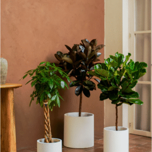 indoor trees