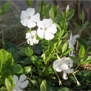 vinca
