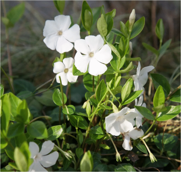 vinca