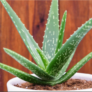 aloe vera