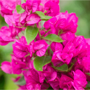 bougainvillea