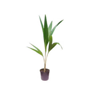 coconut palm