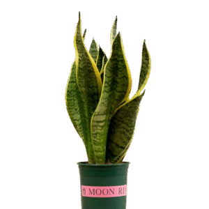 snake plant