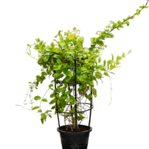 mandevilla climber
