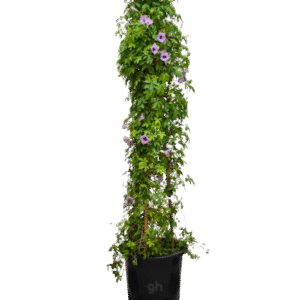 ipomoea climber