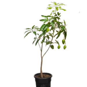 mango tree