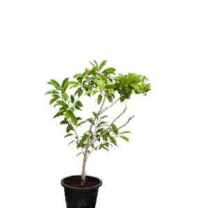 chickoo tree