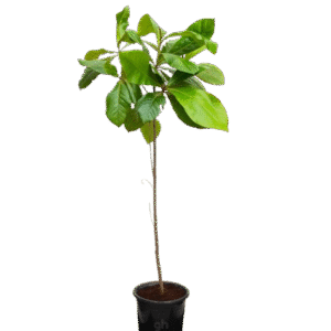 indian almond tree