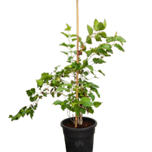 mulberry tree