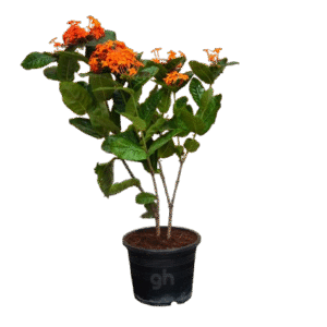 ixora cocinea