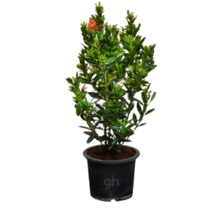 ixora chinensis