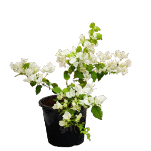bougainvillea