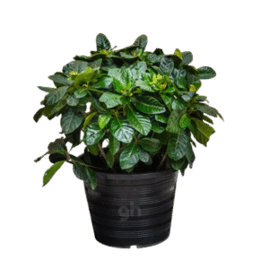 gardenia