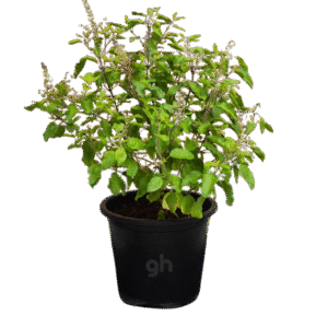 holy basil