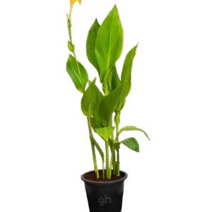 canna green