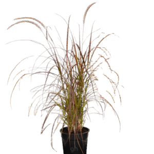 red fountain grass