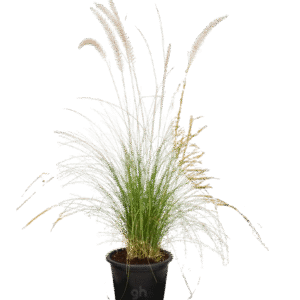 green fountain grass
