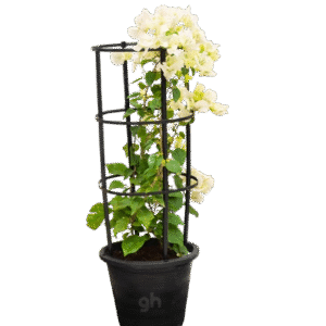 bougainvillea