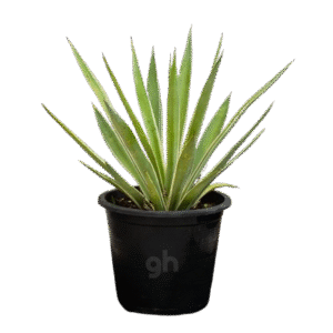 variegated agave