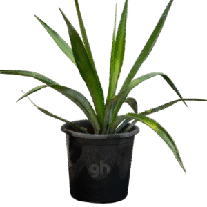 agave
