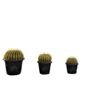 golden barrel cactus