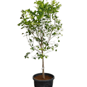 lemon tree