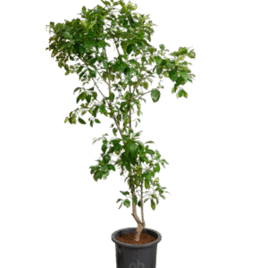 orange tree