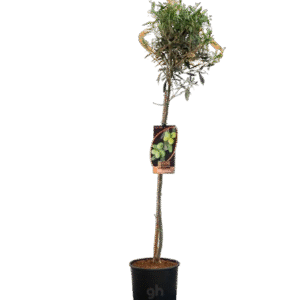 olive tree