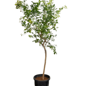 lime tree