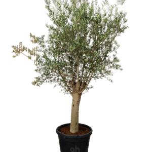 olive tree