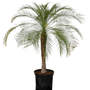 phoenix palm
