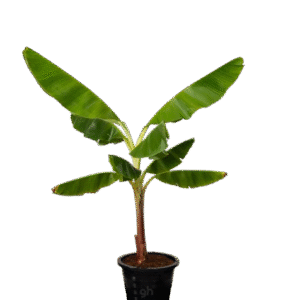 banana plant