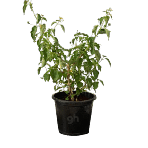 lantana