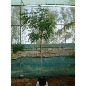 tree jasmine